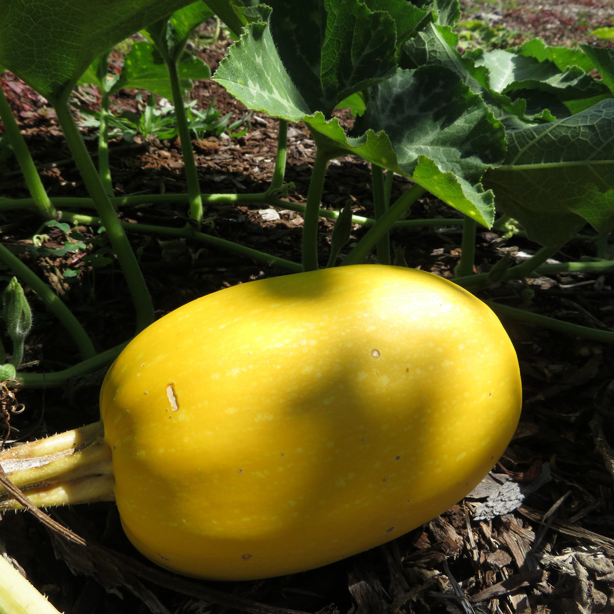 How to grow spaghetti squash in quebec