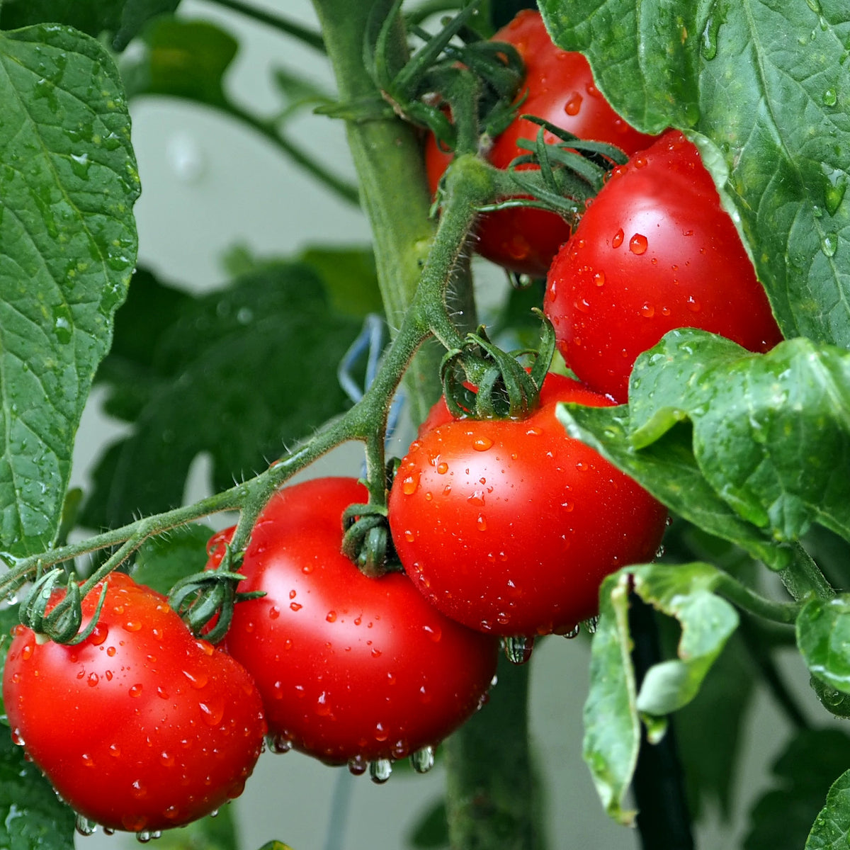 How to grow tomatoes in quebec
