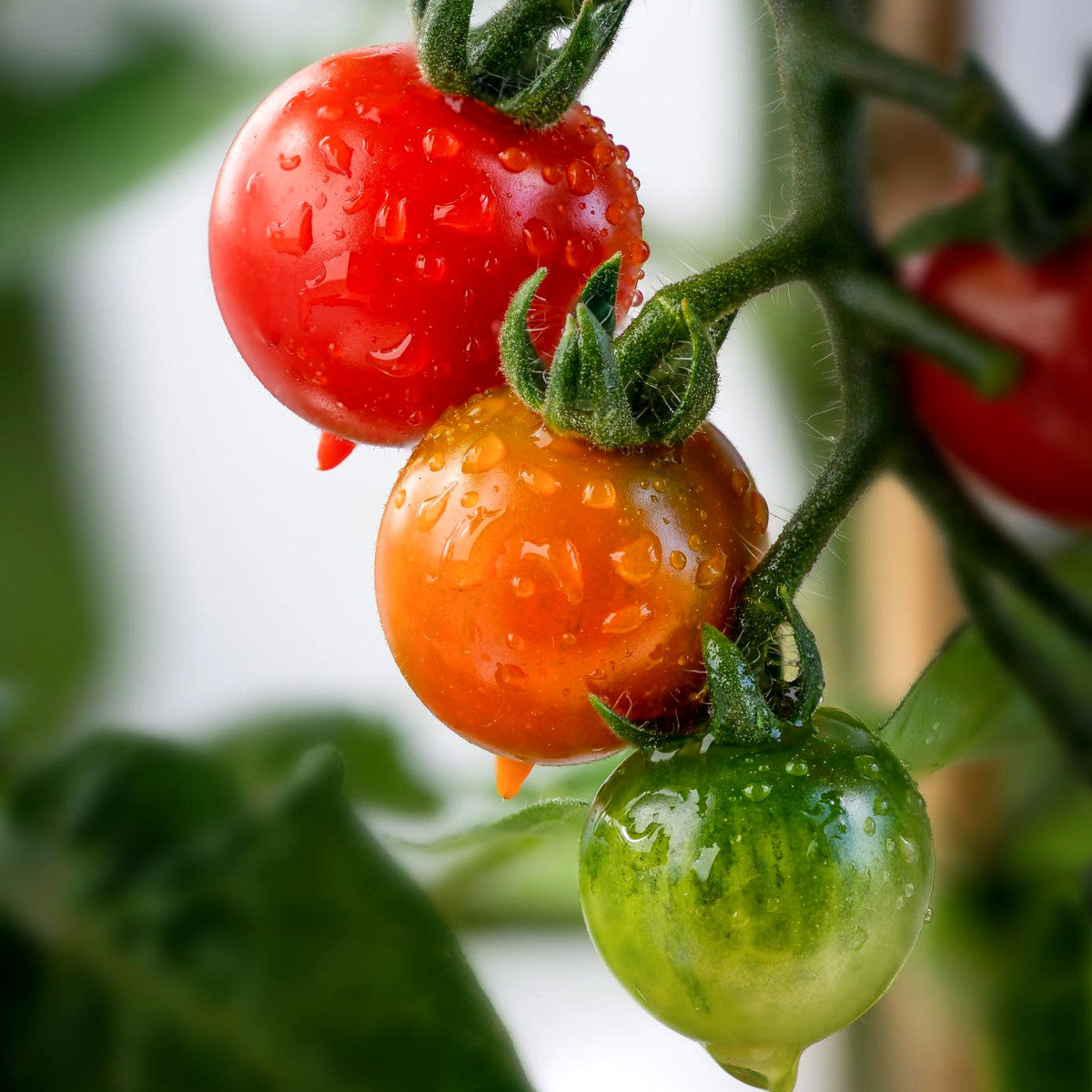 Tomato problems?