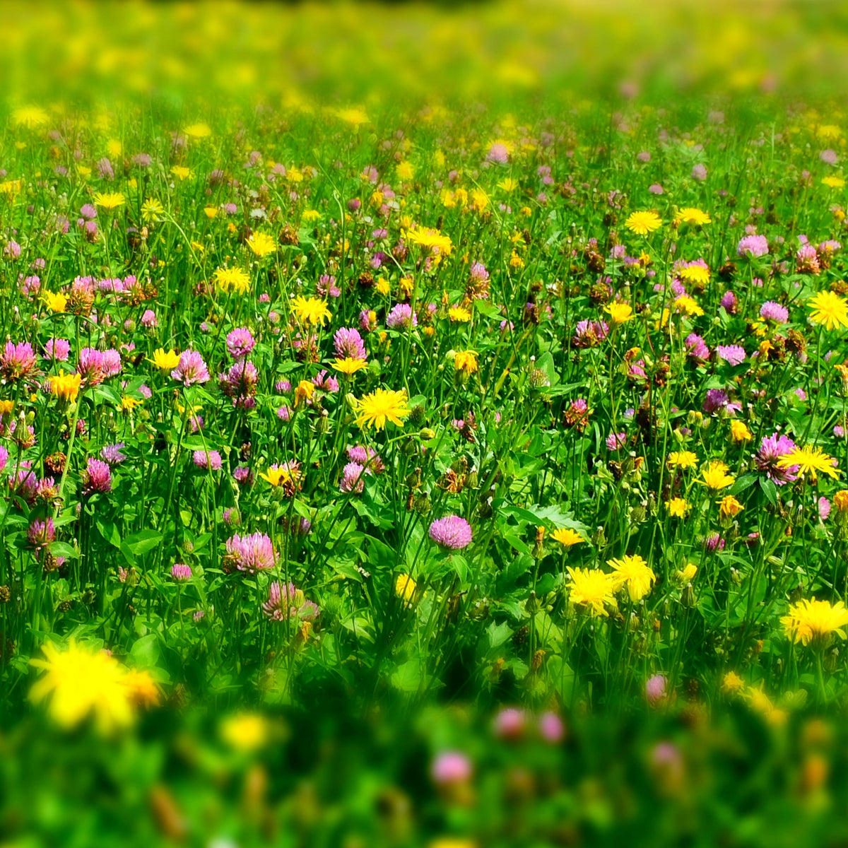 7 benefits of not mowing your lawn