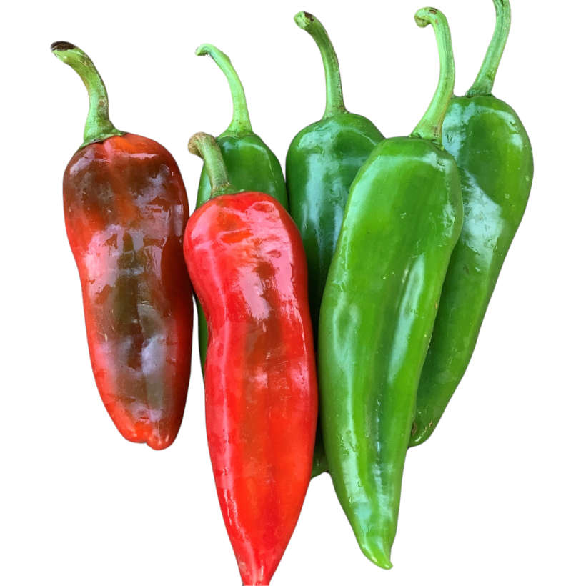 Anaheim Chili Pepper Heirloom