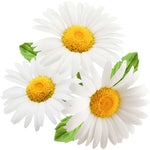 Load image into Gallery viewer, Camomille Allemande Ancestrale
