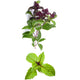 Ecological Cinnamon Basil