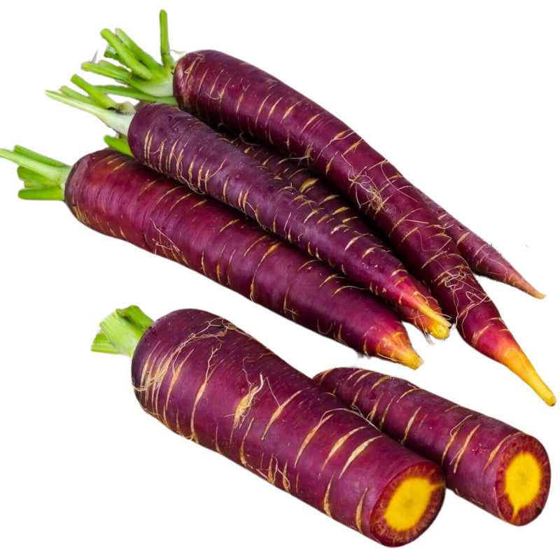 Carotte cosmic purple écologique