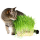 Cat Grass Seeds (Avena sativa)