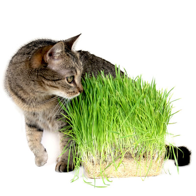 Cat Grass Seeds (Avena sativa)