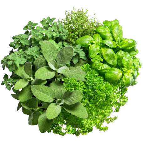 Herbes