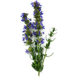 Load image into Gallery viewer, Heirloom Hyssop
