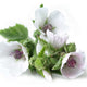 Heirloom Marshmallow (Althaea)