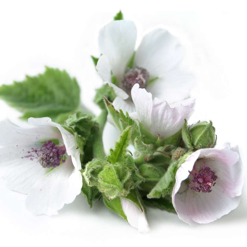 Heirloom marshmallow (althaea)