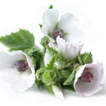 Load image into Gallery viewer, Heirloom Marshmallow (Althaea)

