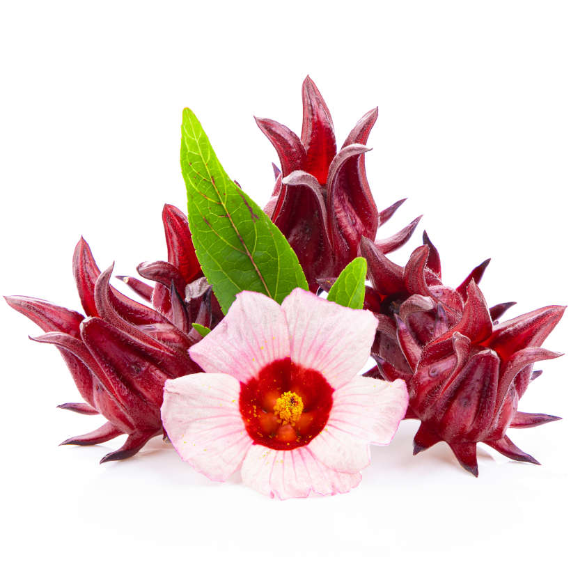 Hibiscus Roselle Ancestral