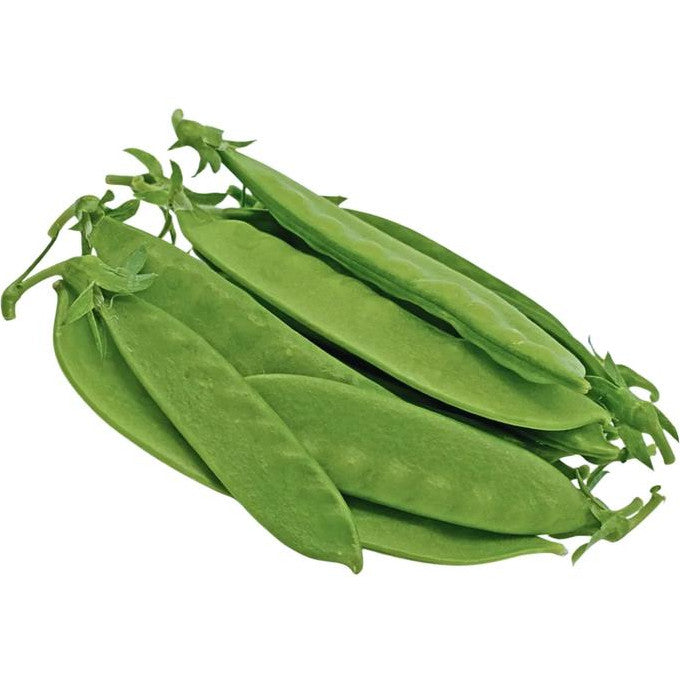 Pois Mange-tout Oregon Sugar Pod II