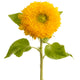 Teddy Bear Sunflower