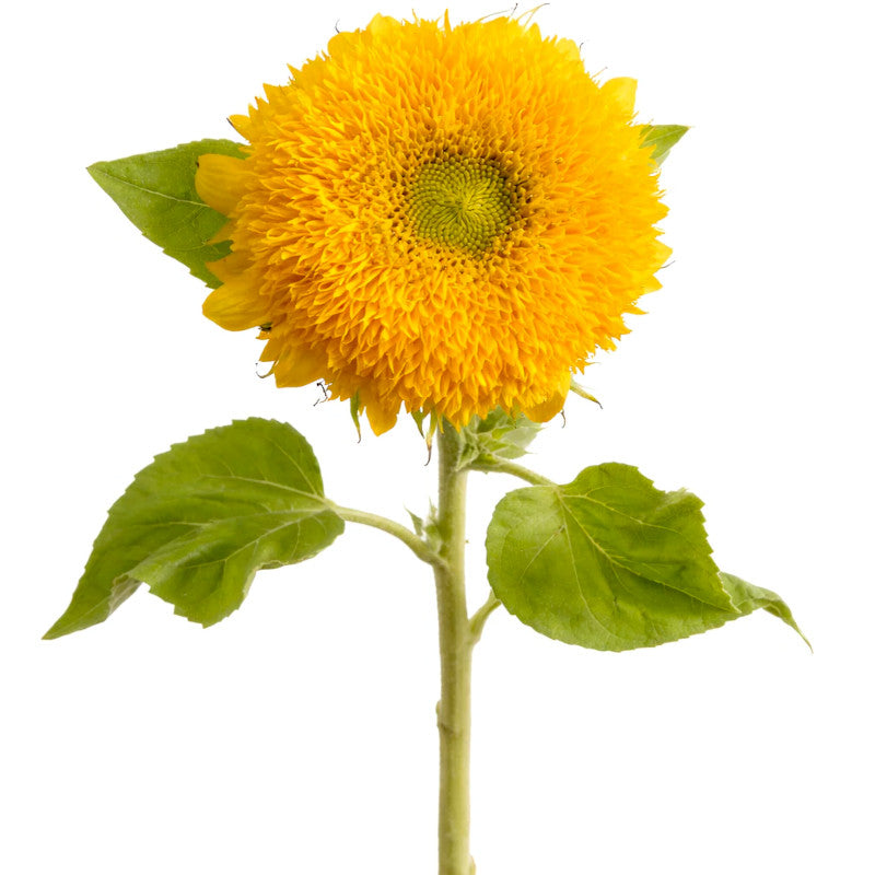 Tournesol Teddy Bear