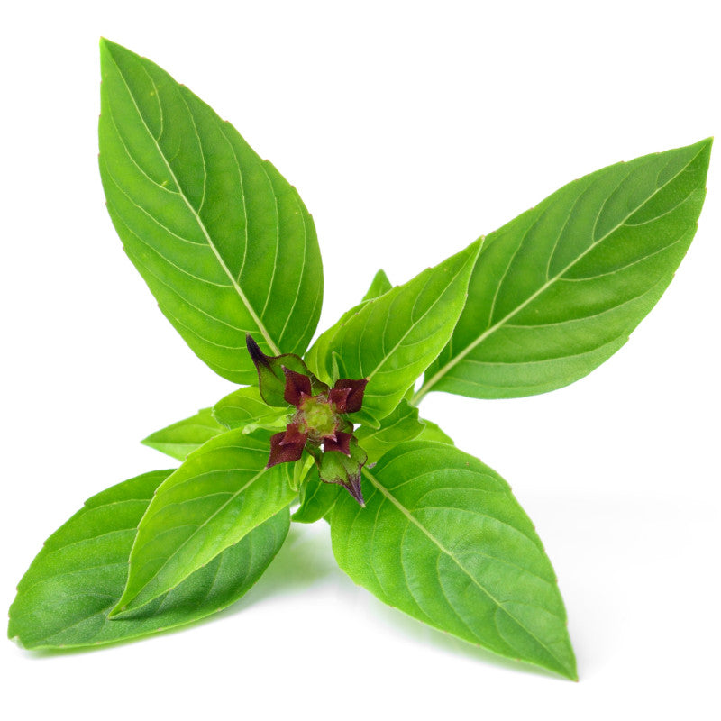 Thai Basil 'Siam Queen'