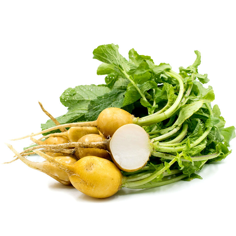 Zlata Radish Heirloom