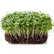 Ecological Broccoli — Sprouting & Microgreen Seeds