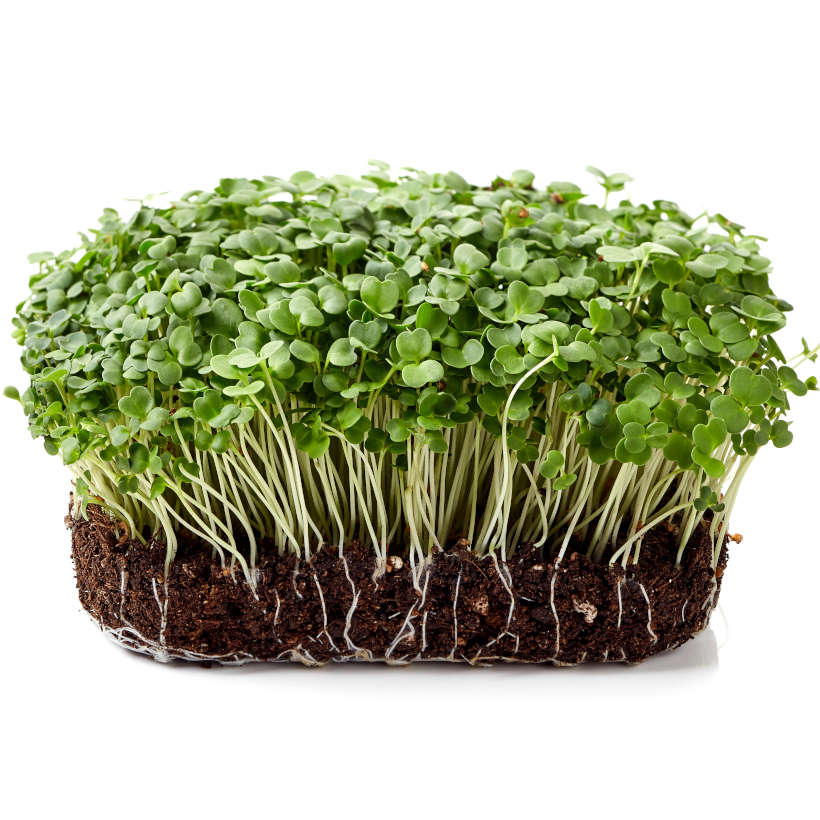 Broccoli — sprouting & microgreen seeds