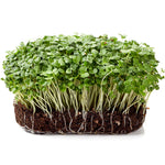 Charger l’image dans la visionneuse de la galerie, Brocoli Écologique pour Germinations et Micropousses

