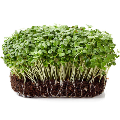 Broccoli — Sprouting & Microgreen Seeds