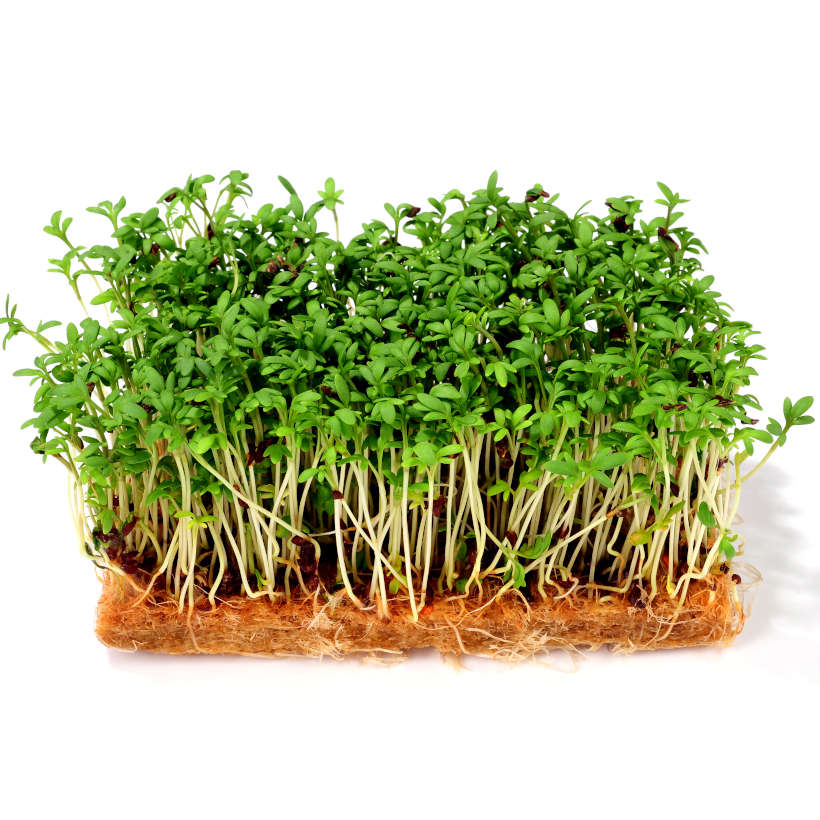 Garden cress — sprouting & microgreen seeds