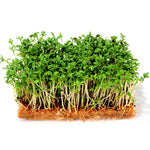 Charger l’image dans la visionneuse de la galerie, Cresson de Jardin Écologique pour Germinations et Micropousses
