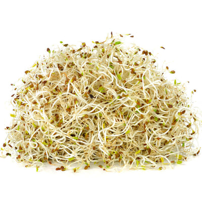 Alfalfa — Sprouting Seeds