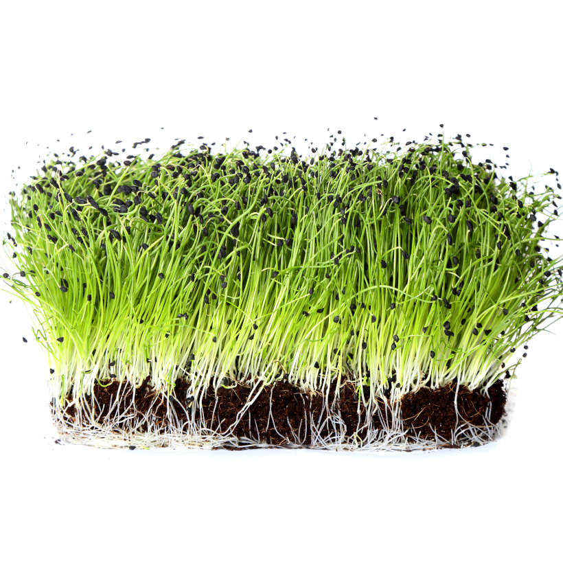 Garlic chives — microgreen seeds