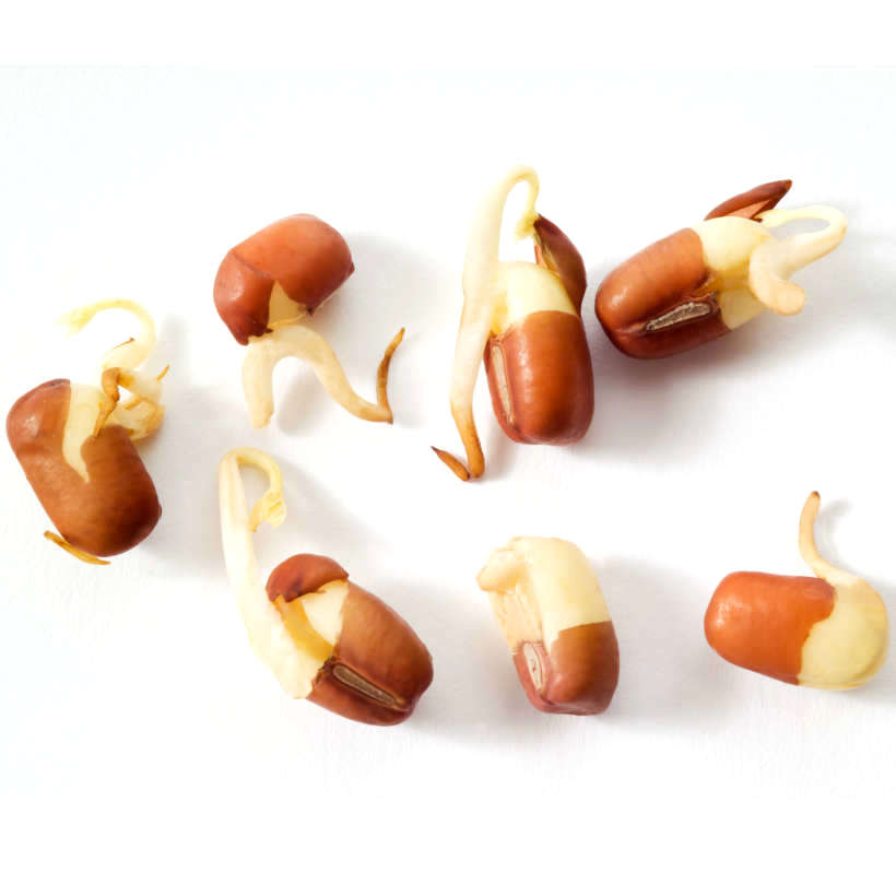 Adzuki Bean — Sprouting Seeds