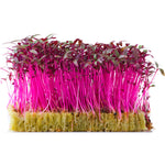 Load image into Gallery viewer, Amarante Rouge Écologique pour Micropousses et Germinations
