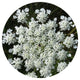 Heirloom Anise