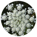 Load image into Gallery viewer, Heirloom Anise
