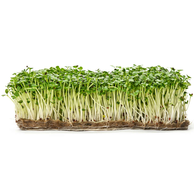 Roquette (Arugula) Écologique pour Germinations et Micropousses
