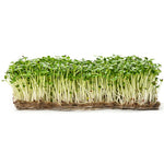 Charger l’image dans la visionneuse de la galerie, Roquette (Arugula) Écologique pour Germinations et Micropousses

