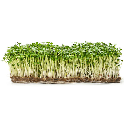 Arugula — Sprouting & Microgreen Seeds