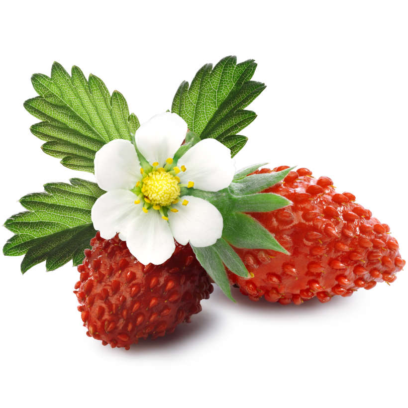Heirloom Alpine Strawberry