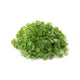Ecological Genovese Basil — Microgreen Seeds