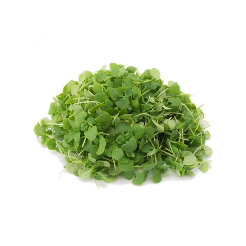 Genovese Basil — Microgreen Seeds