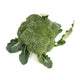 Calabrese Green Sprouting Broccoli Heirloom