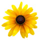 Heirloom Black-Eyed Susan