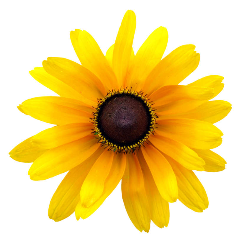 Heirloom black eyed susan