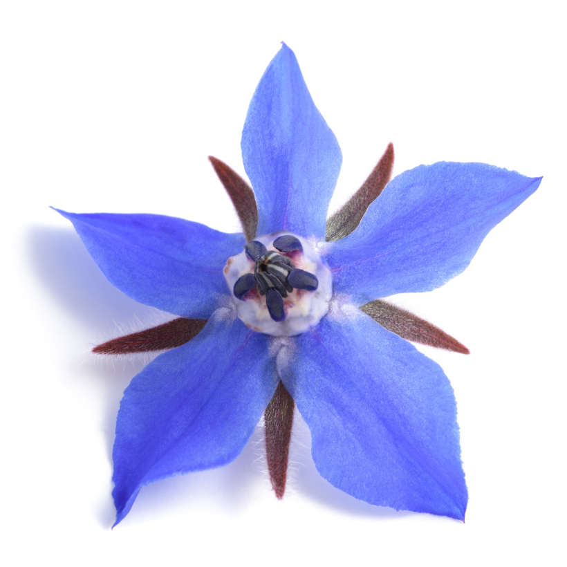 Borage Heirloom