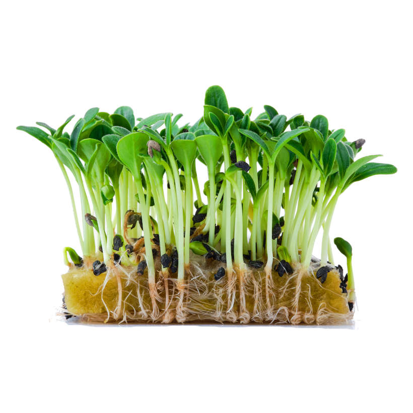 Borage — Microgreen Seeds