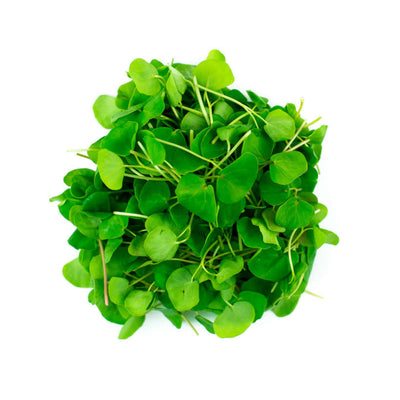 Buckwheat — Microgreen Seeds