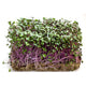 Ecological Red Cabbage — Sprouting & Microgreen Seeds