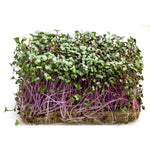 Load image into Gallery viewer, Red Cabbage — Sprouting &amp; Microgreen Seeds
