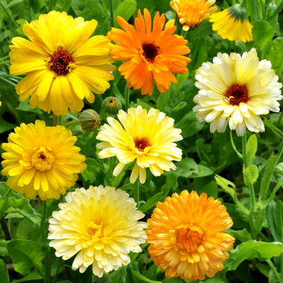 Pacific Beauty Calendula Mix — additional view