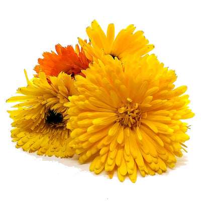 Pacific Beauty Calendula Mix