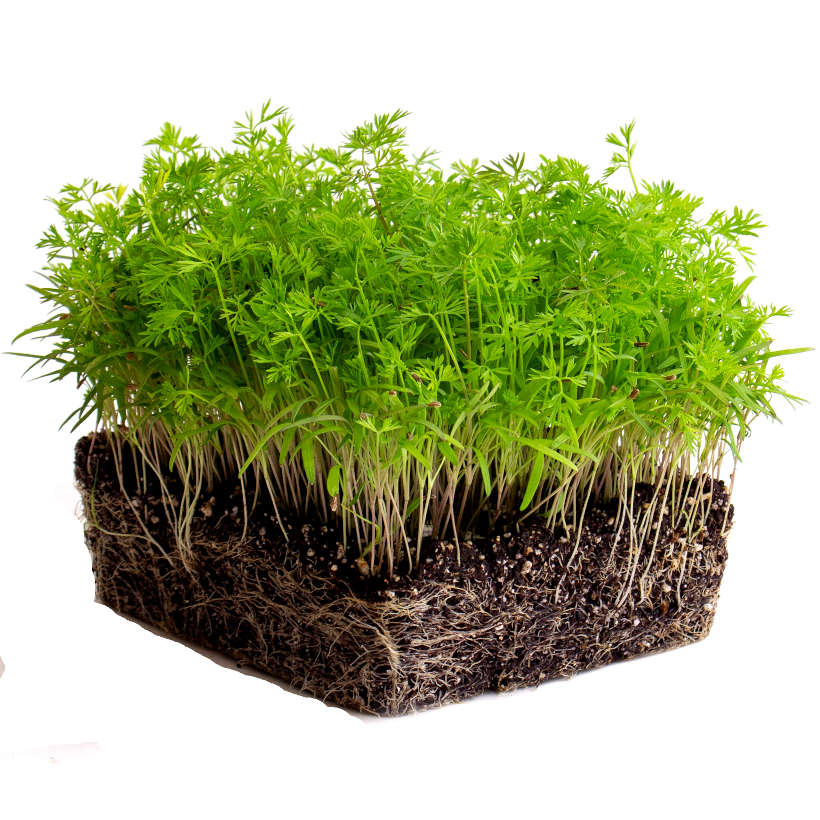Carrot — Microgreen Seeds